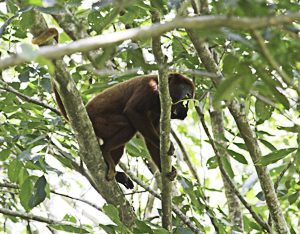 Red Howler Monkey, Nariva Swamp, Trinidad